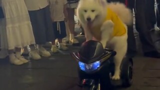 Gouzi: "What are you looking at? Haven't you seen driving before?"