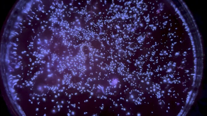 في يوم مهرجان منتصف الخريف، هل ترغب في أن تتشارك معي مشاهدة القمر؟