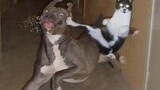 Angry Cats VS Dogs Funny Cat 😸 and Dog 🐶 Videos Compilation