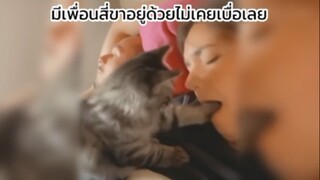 มาดูความฮาของเจ้าสี่ขากัน