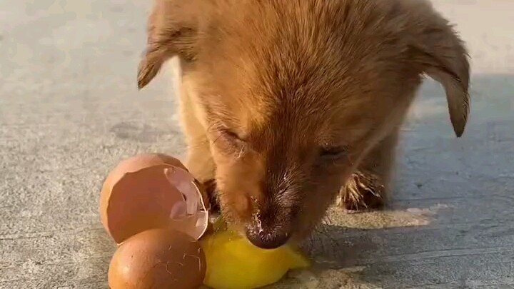 Những năm đó, chó con bé nhỏ luôn bị người lớn bắt nạt