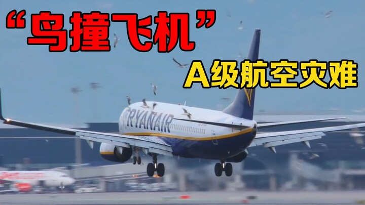 Tại sao phi công lại sợ “chim va vào máy bay”? Hậu quả nghiêm trọng đến mức nào? Dữ liệu sẽ cho bạn 