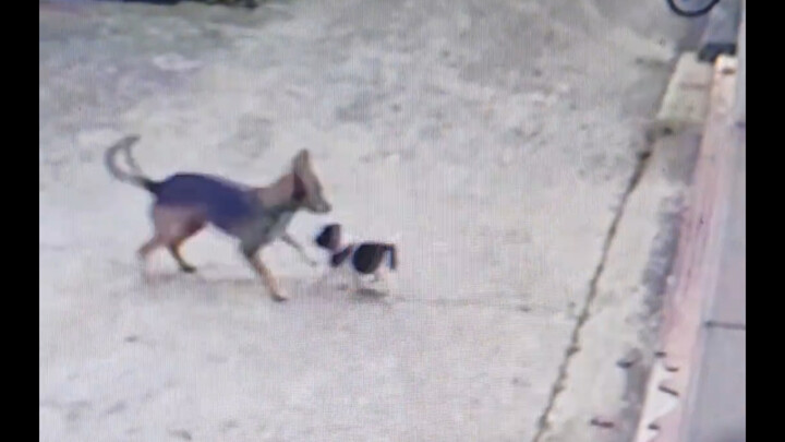 Chú chó con nhặt được đã được bố chó mẹ chó đón về nhà rồi!