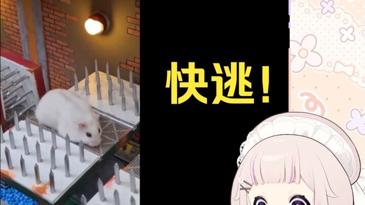 Lolita Jepang gemetar saat menonton "Hamster Lolos dari Labirin Penjara Paling Berbahaya"