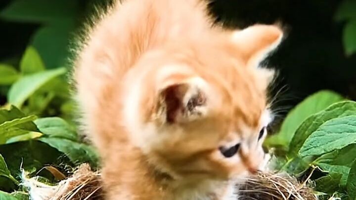 Cat help gje bird