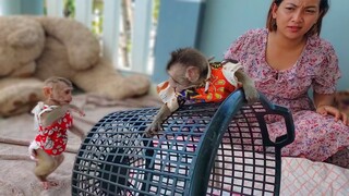 Best Friendship!! Little Toto & Yaya having so much fun playing together around the black basket