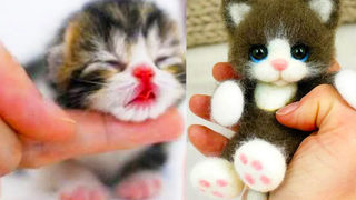 Best Kittens Videos - Am I So Cute Ep 3