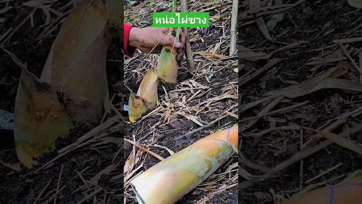 หน่อไผ่ซาง