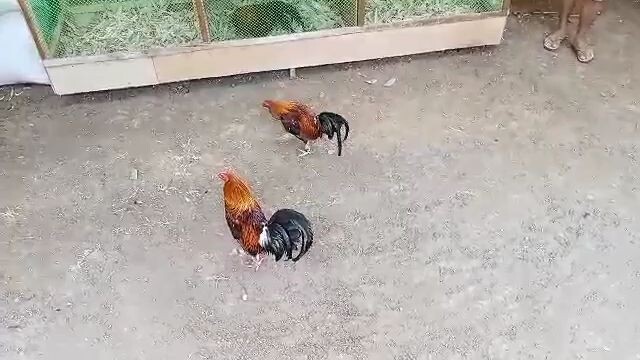 manok