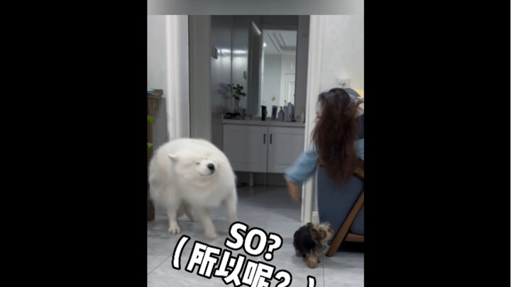 "Kebakaran di Gerbang Kota Membawa Bencana bagi Anjing Rumah"