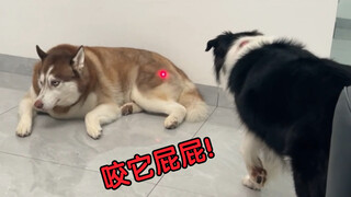 试图指使边牧去咬二哈的屁屁，结果……
