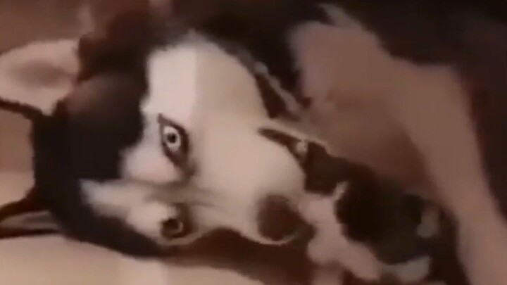 Pit Bull: Today I’m going to “explode” my son’s head for everyone!