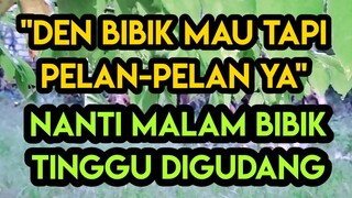 Keindahan Sawah Pembantu baruku bikin gak bisa tidur (Cerita Romantis)