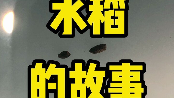 Gu Mao | Sejak Kapan “Penggila Makan” Mulai Jadi Penggila Makan?