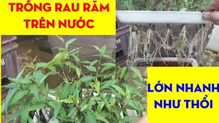 Cách Trồng Rau Răm Trên Nước Sau 10 Ngày Được Ăn