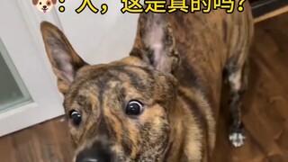 Village dogs are really easy to please.