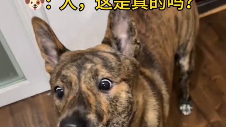 Village dogs are really easy to please.