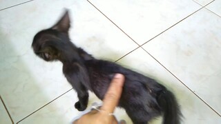 Black kitten inspect new home(Chim#11)
