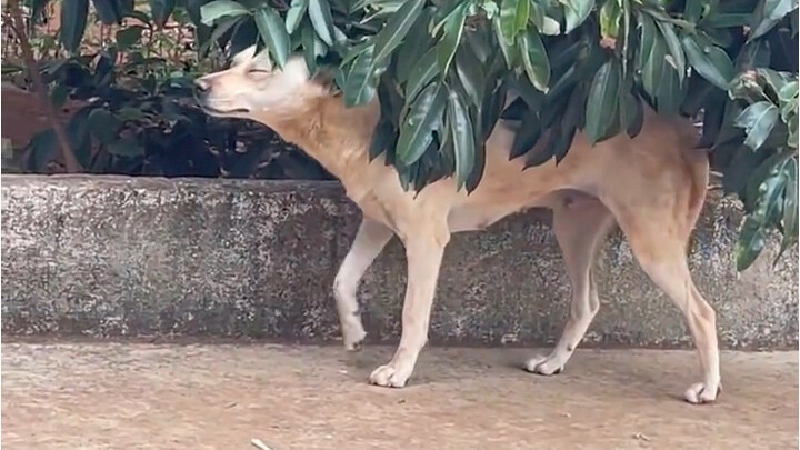 كأن أحدًا يداعبها... يا له من تعبير مُغرٍ ههه