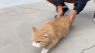 小猫第一次下楼真实写照