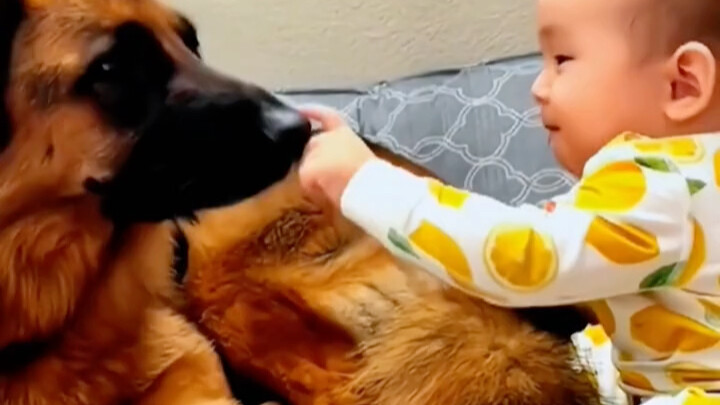 ที่แท้เจ้าหมาจอมบึกบึนในยามปกติก็มีมุมอ่อนโยนเช่นกัน