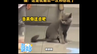猫：走吧你，跟有病似的