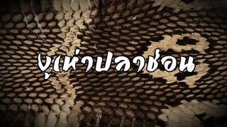 ล่าเสือหิว บทที่ 11 งูเห่าปลาช่อน | สองยาม