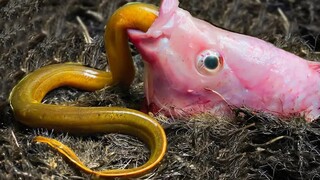 [Anime][Stop Motion Animation]Hatching A Loach From A Chicken Egg