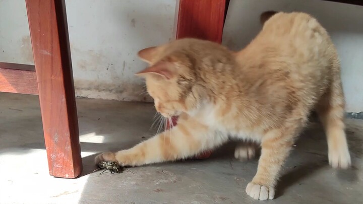 Various snacks for rural cats!