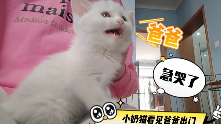 Anak kucing berusia 1 bulan baru pindah ke rumah hari ke-8; melihat ayah hendak keluar, ia sampai ha