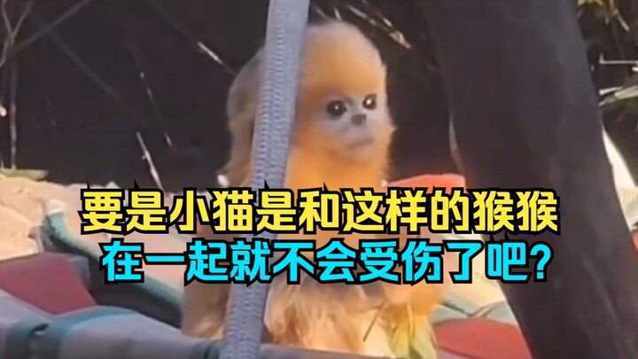 金丝猴瑞瑞 vs 峨眉山笑面匪