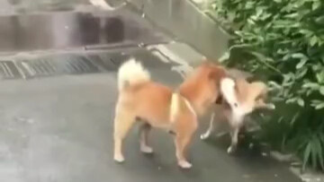 It’s my turn. It’s my turn.