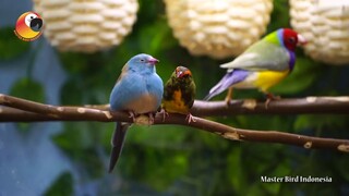 PENDATANG BARU!!! Blue Capped Cordon Bleu Finch