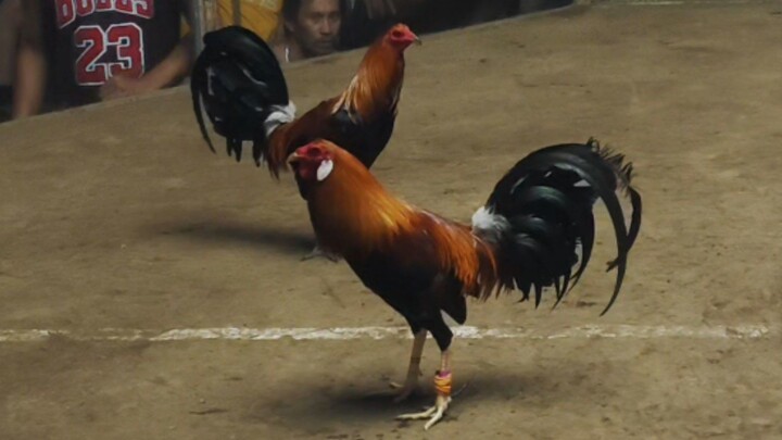 Dalusaping espasol Vs Mayahing sagad sa gulang Orion cockpit Arena