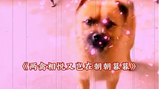 Chị dâu không giống người bản địa nhỉ