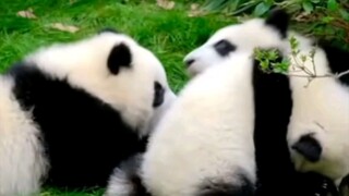 熊猫届的咯噔文学（福宝回国篇）