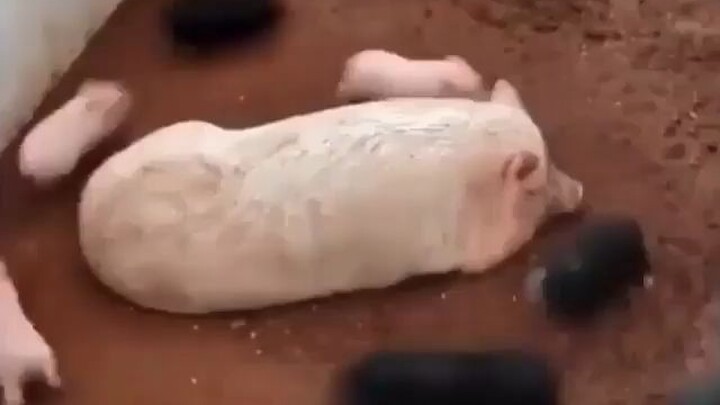 The Sow: What are my little piglets up to???