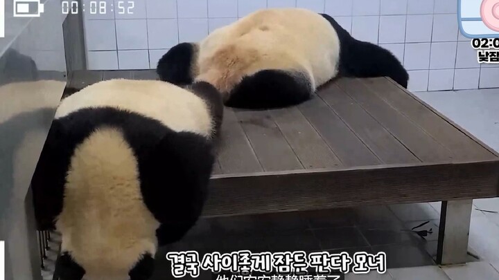 Lúc nào nhìn tư thế ngủ của Phúc Bảo và Ái Bảo mà tôi chẳng bật cười cơ chứ! Tư thế ngủ “tràn đầy nă