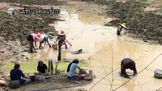มาเก็บปลานำกันจ้า ทั้งปลาทั้งกุ้งหลายคักหลายแหน่ เป็นตะสะออนคัก | แม่ชบา พาแซ่บบ