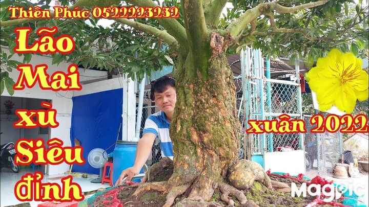 Lão Mai xù khủng siêu đẹp xuất hiện tại Đồng tháp gặp Thiên Phúc 0522223232.