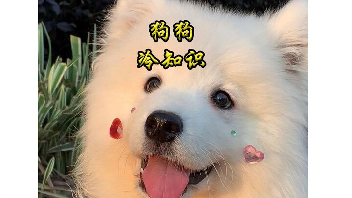 Fun Facts About Dogs