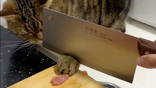 猫：在你家吃口饭可真难！