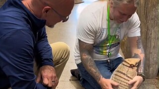 性格超乖的犰狳，就像只长了壳的小狗勾，喜欢往工作人员身上爬