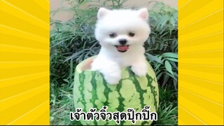 สัตว์เลี้ยงเพื่อนขนปุย : เจ้าตัวจิ๋วสุดปุ๊กปิ๊ก