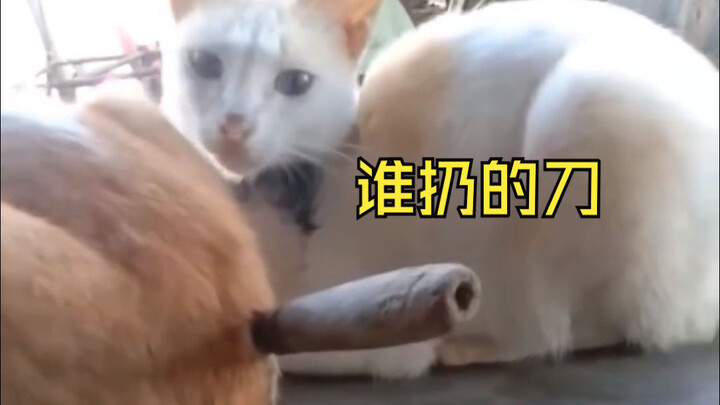 还好不是我的屁股，不然该疼死喵了！！！