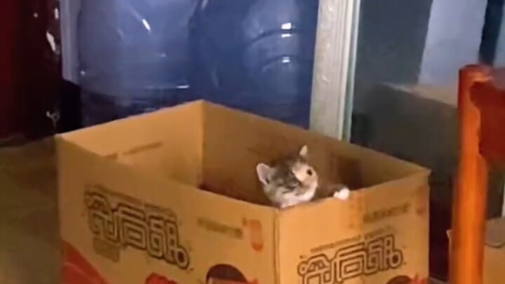 Kitten Meows – Full Version