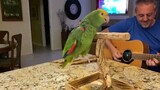 So adorable lovely parrot that sings