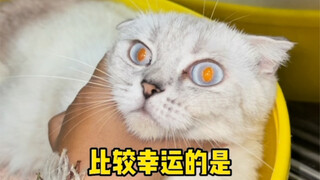 Cats have Building No. 3, people have Raincoat Man