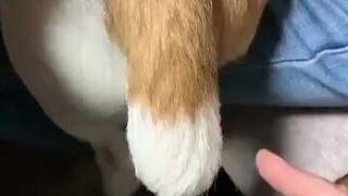 尾巴还留有余震