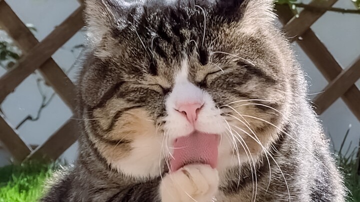 Kucing Tiongkok juga termasuk kucing ras, lho!